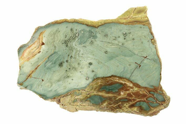 Gary Green Jasper (Larsonite) Bog Wood Slab - Oregon #263473